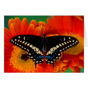 Mariposa cola de golondrina negra en margarita ger