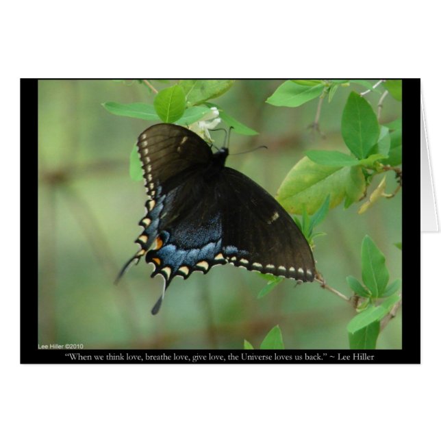 Mariposa Cola de Golondrina Negra - Regalos de Amo (Anverso (Horizontal))