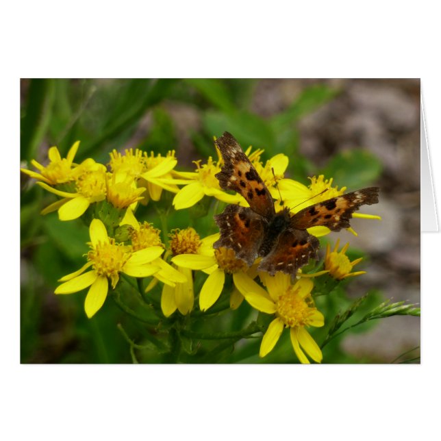 Mariposa Coma en el Parque Nacional Glacier (Anverso (Horizontal))