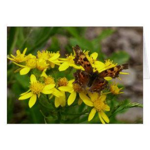 Mariposa Comma en el Parque Nacional Glaciar