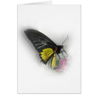 Mariposa común de Birdwing