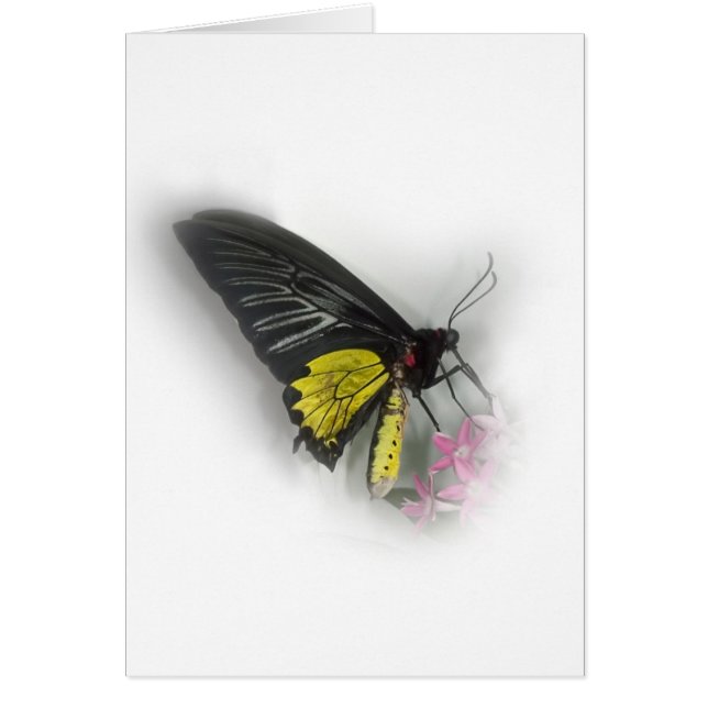 Mariposa común de Birdwing (Frente)