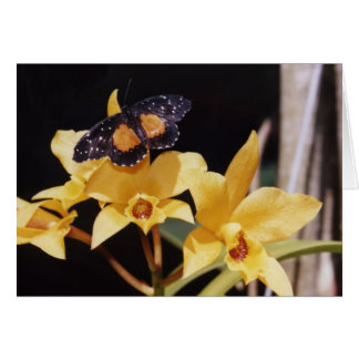 Mariposa Crimson Patch