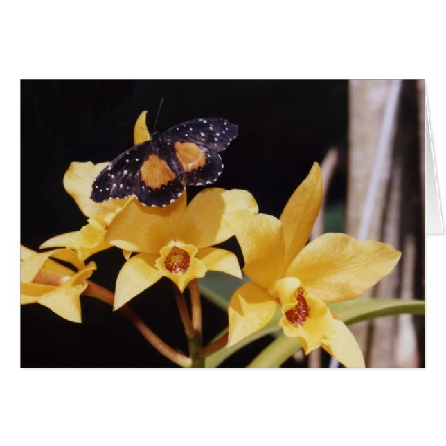 Mariposa Crimson Patch (Anverso (Horizontal))