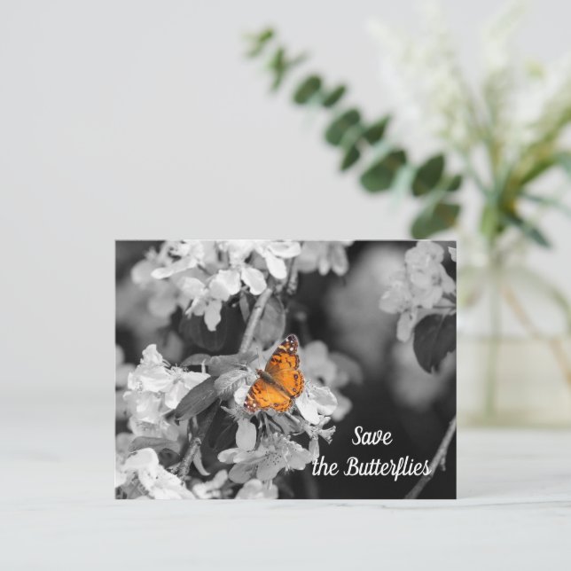 Mariposa Dama Americana en postal de flor de manza (Anverso de pie)