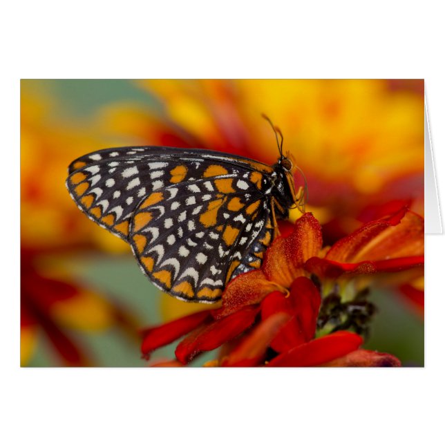 Mariposa de Baltimore de manchas ajedrezadas (Anverso (Horizontal))