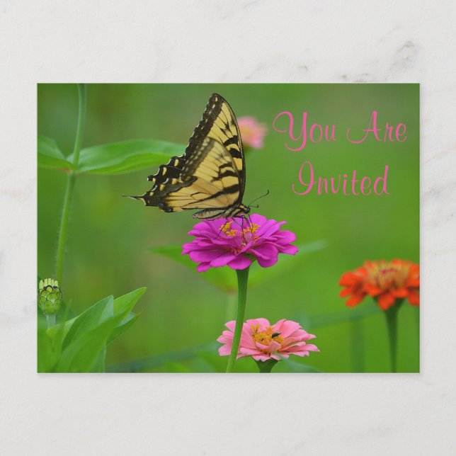 Mariposa De bonito En Invitación A Zinnia (Anverso)