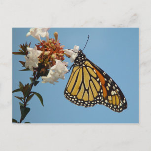 Mariposa de bonito en postal de flores