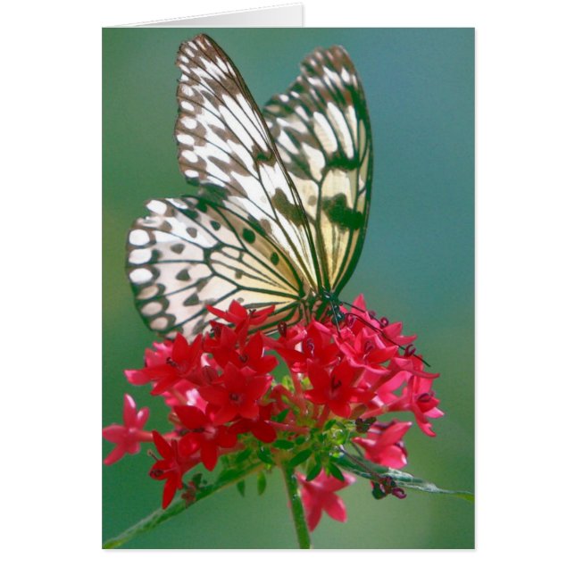 Mariposa de bonito en una flor de Bonito (Frente)