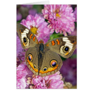 Mariposa de Buckeye común
