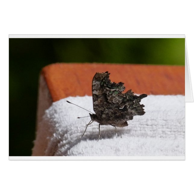 Mariposa de camuflaje oscuro (Anverso (Horizontal))