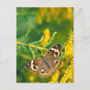 mariposa de cochinillo sobre la postal de la caña 
