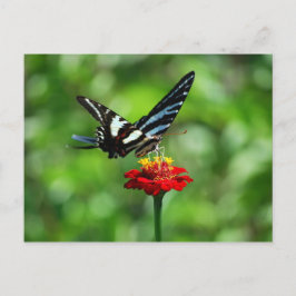 Mariposa de cola cebra en postal de la zinnia roja