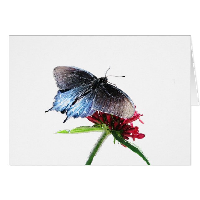 Mariposa de cola de cereal (Anverso (Horizontal))