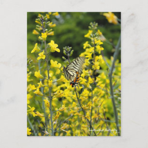 Mariposa de cola de Swallowalloween: ポ postal ス カ・
