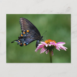 Mariposa de cola negra en postal de contracorrient