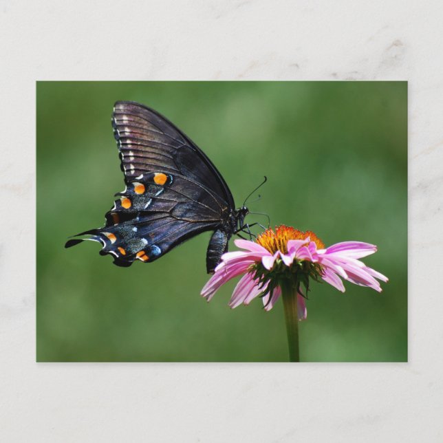 Mariposa de cola negra en postal de contracorrient (Anverso)