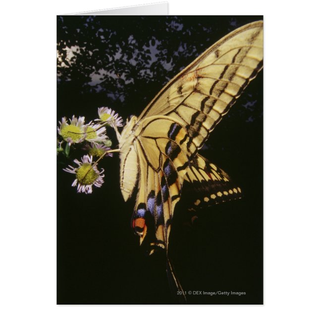 Mariposa de cola torta en flor, cerrar (Frente)