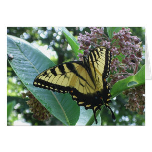 Mariposa de cola torta I en Milkweed en Shenandoah