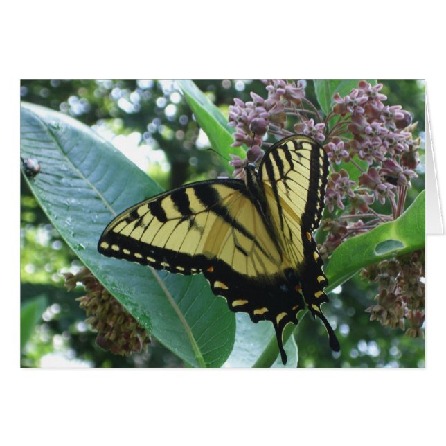 Mariposa de cola torta I en Milkweed en Shenandoah (Anverso (Horizontal))
