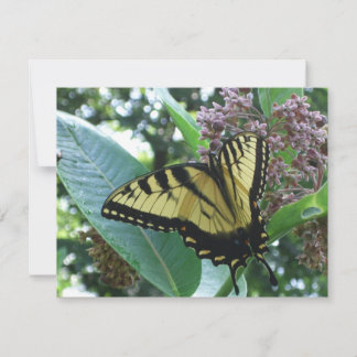 Mariposa de cola torta I en Milkweed en Shenandoah
