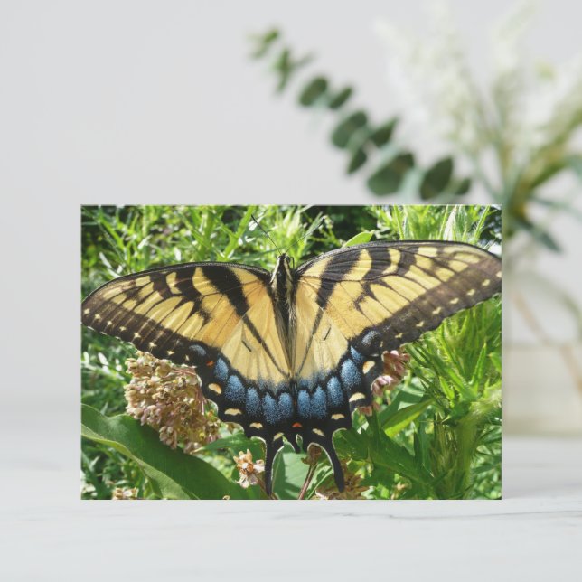 Mariposa de cola torta II en Shenandoah (Anverso de pie)