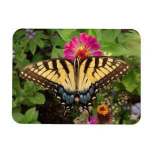 Mariposa de cola tortuga de tigre 3"x4" imán