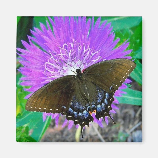 Mariposa de cola tragada, imán de flor morado (Frente)