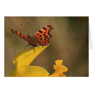 Mariposa de coma y Daffodil