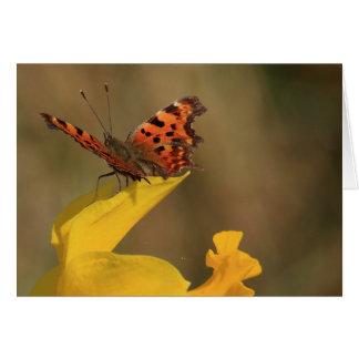 Mariposa de coma y Daffodil