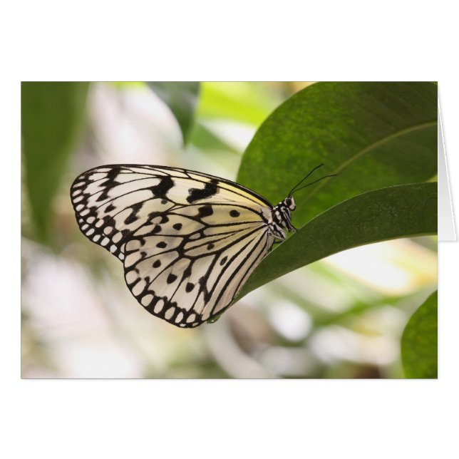 Mariposa de cometa de papel en hoja verde (Anverso (Horizontal))