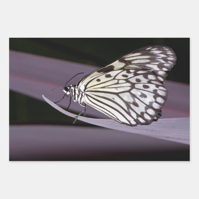 Mariposa de cometa de papel sobre morado (Anverso)