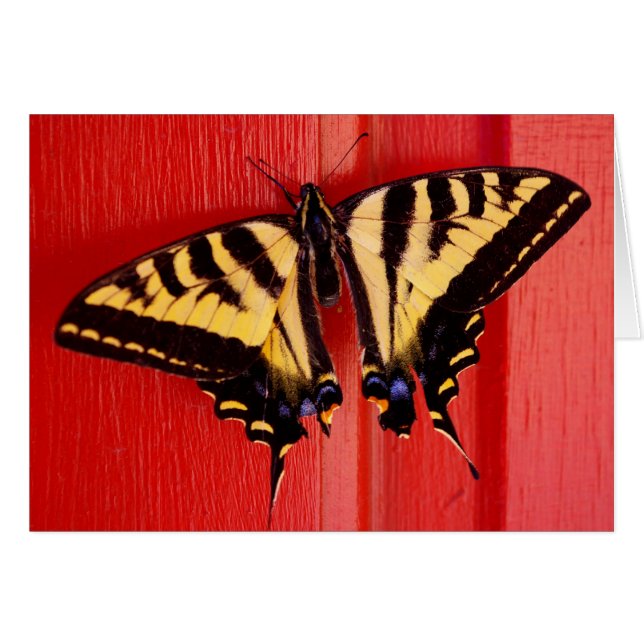 mariposa de fondo inusual (Anverso (Horizontal))