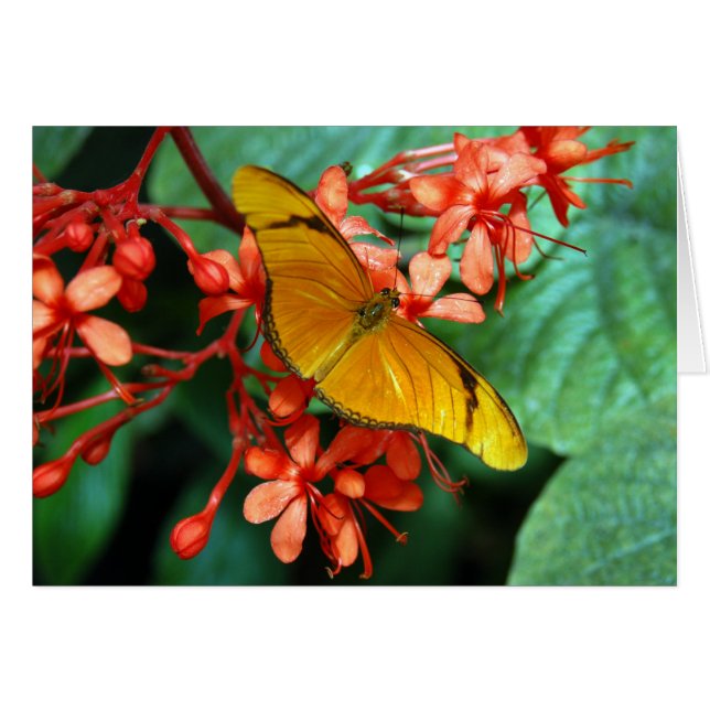 Mariposa de Julia (Anverso (Horizontal))