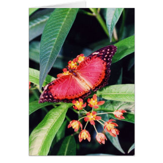 Mariposa de lactación roja