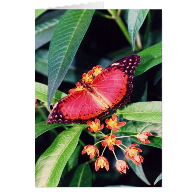Mariposa de lactación roja (Frente)