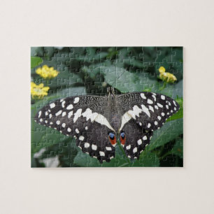 Mariposa de limón y rompecabezas de flores