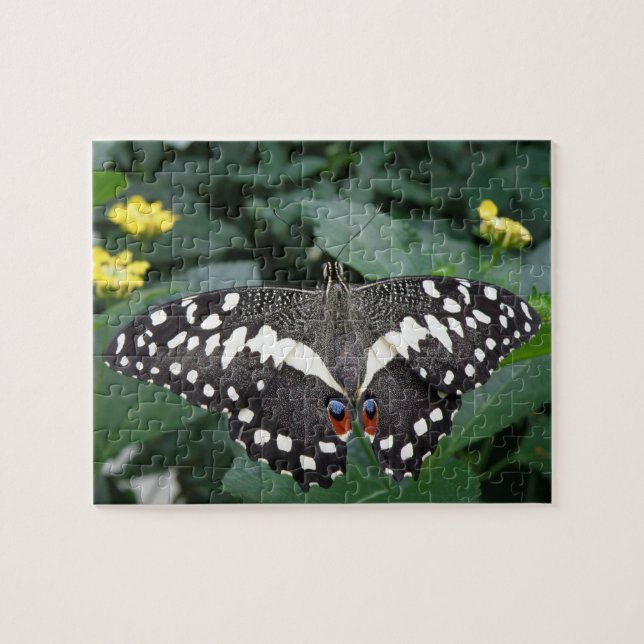 Mariposa de limón y rompecabezas de flores (Horizontal)