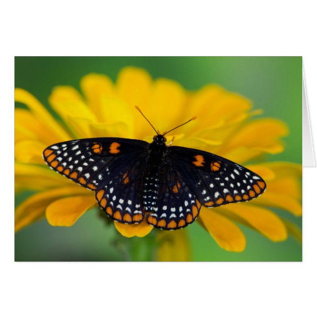 Mariposa de mancha cuadriculada de Baltimore (Anverso (Horizontal))