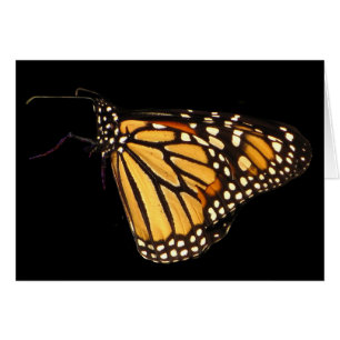 Mariposa de monarca