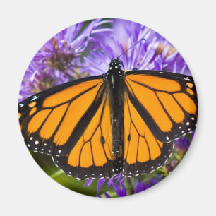 Mariposa de monarca del imán y asteres púrpuras