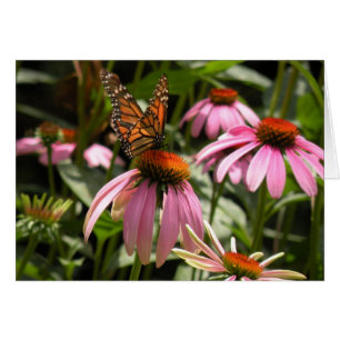Mariposa de monarca en Coneflower