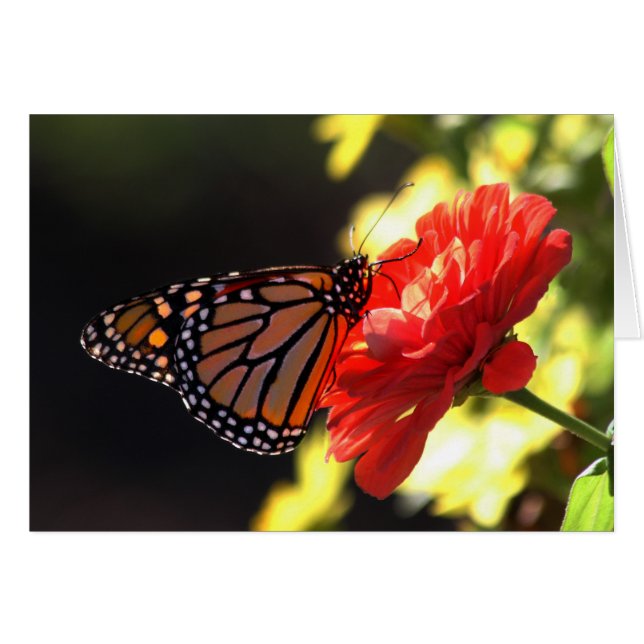 Mariposa de monarca en Zinnia rojo (Anverso (Horizontal))