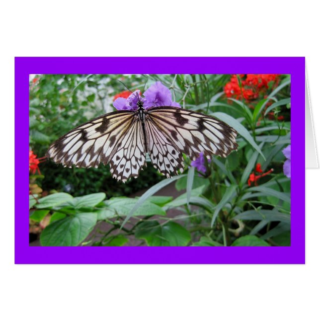 Mariposa de papel de la cometa (Anverso (Horizontal))