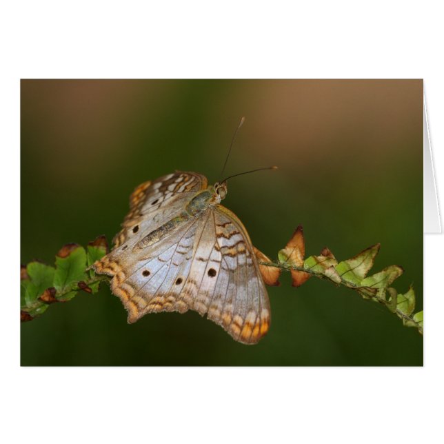 Mariposa de pavo blanco sobre hojas (Anverso (Horizontal))