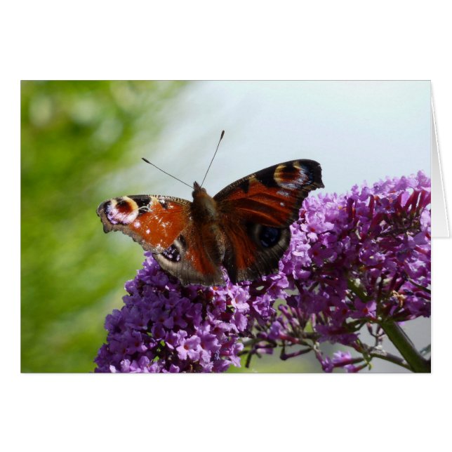 Mariposa de pavo real 2 (Anverso (Horizontal))