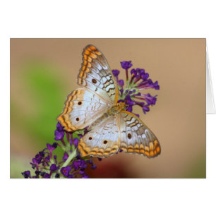 Mariposa de pavo real blanca sobre flores moradas