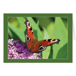 Mariposa de pavo real en Buddleia Blank