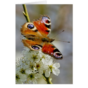 Mariposa de pavo real - mariposa en la flor del