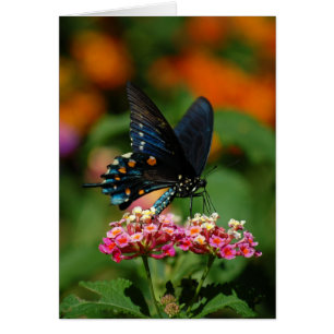 Mariposa de Pipevine Swallowtail